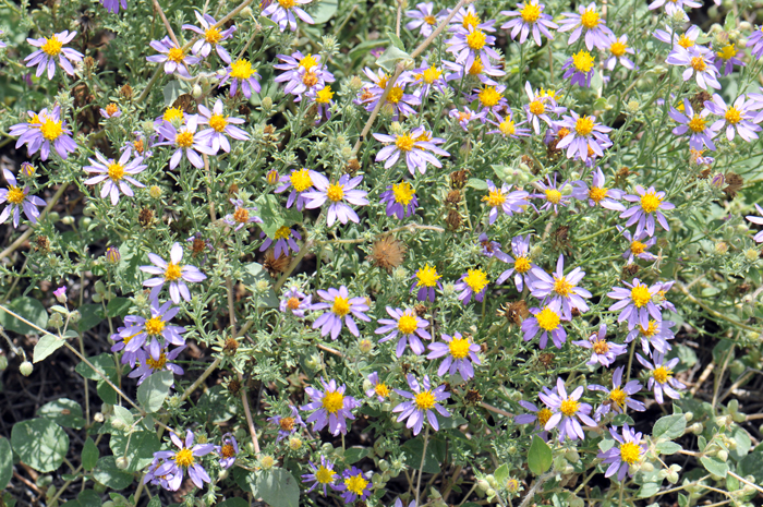 Mesa Tansyaster grows in the upper and lower Sonoran Desert and transition habitats and prefers slopes, grassy areas, mesas, streambeds and roadsides. Machaeranthera tagetina